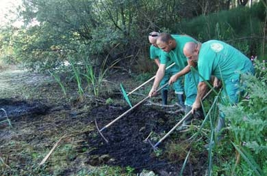 Comienzan las actuaciones para el control y erradicación de la planta invasora Ludwigia peploides.