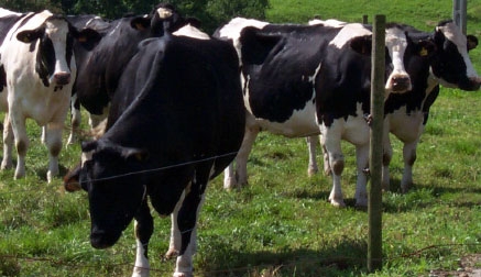 Medio Rural abona a 1.789 ganaderos cerca de 1 millón de euros