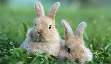 La crianza de conejos como actividad complementaria a la ganadería tradicional y generadora de empleo en el mundo rural