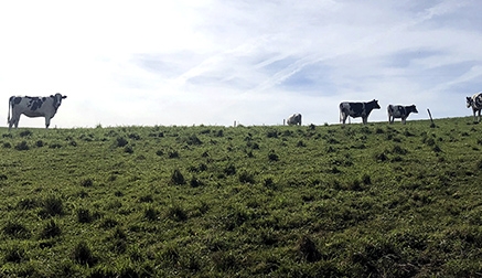 Programa de Desarrollo Rural 2014-2020: se abonan 9 millones de euros a 1.296 ganaderos