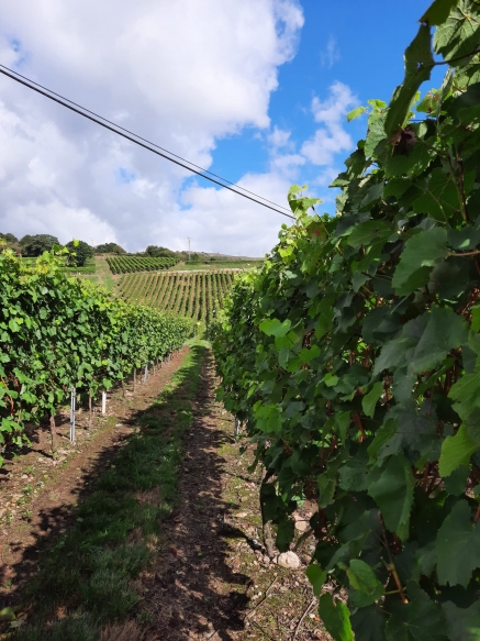 &quot;Behetría&quot; de Cieza ya ultima la recogida de la uva para la producción de Albariño