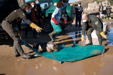  Dos focas grises vuelven a su hábitat natural tras recuperarse de sus graves heridas en el Centro de Recuperación de Fauna Silvestre